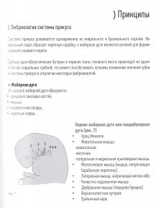 Зубочелюстная система
